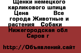 Щенки немецкого карликового шпица › Цена ­ 20 000 - Все города Животные и растения » Собаки   . Нижегородская обл.,Саров г.